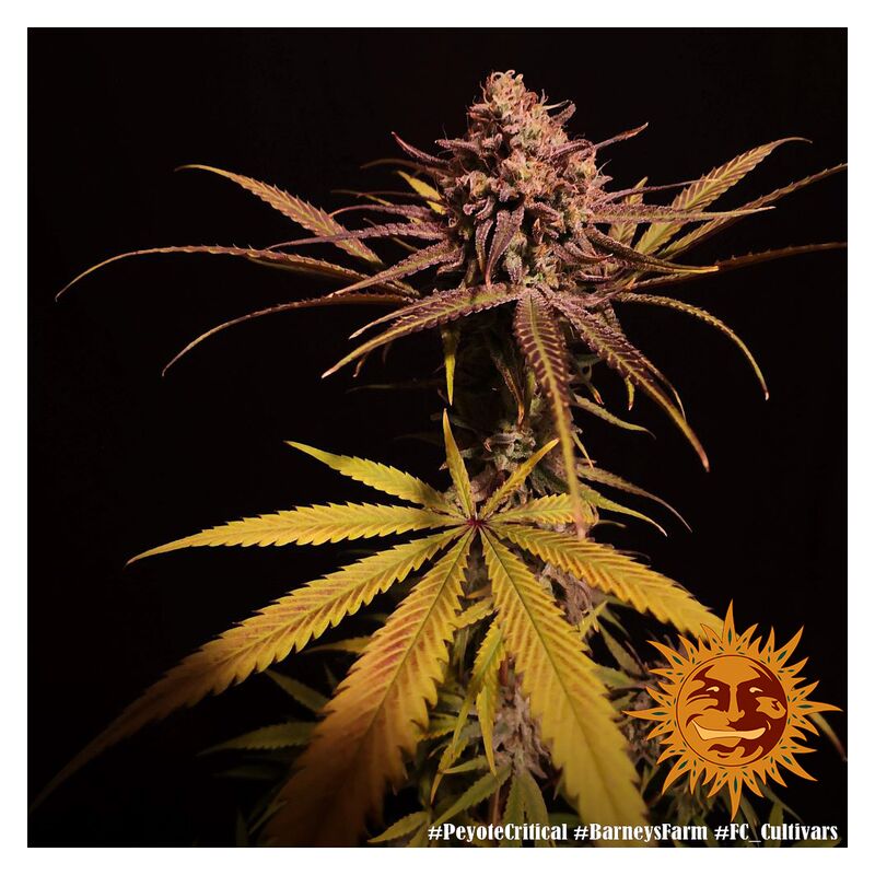 Peyote Critical, Фасовка: 3, изображение 9